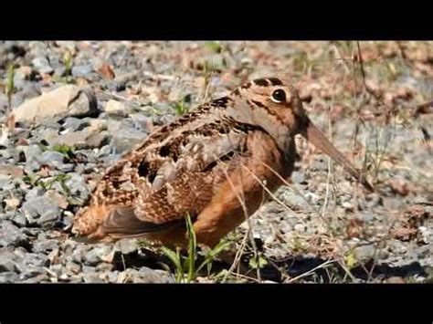 american woodcock   smooth mating dance  females youtube