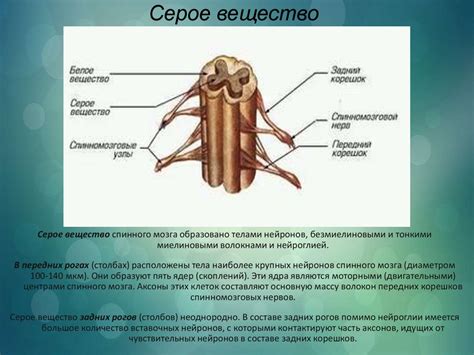 Спинной мозг - презентация онлайн