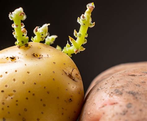 Methods to Control Potato Sprouting in Storage | by Jorge Luis Alonso G ...