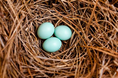 Bluebird Eggs Pictures | Download Free Images on Unsplash