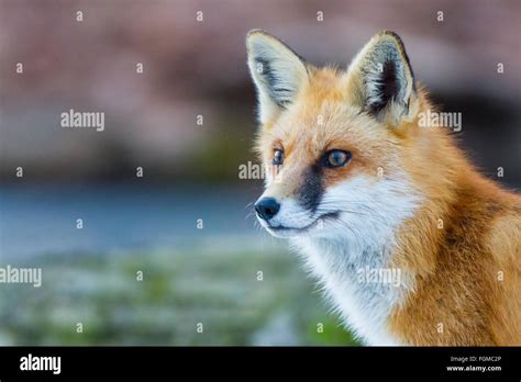 fox profile high resolution stock photography  images alamy