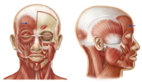 Facial Muscles: Eye, Nose, Mouth, Eye Flashcards | Quizlet