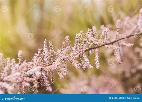 Tamarix Gallica, French Tamarisk - Deciduous, Herbaceous, Twiggy Shrub ...