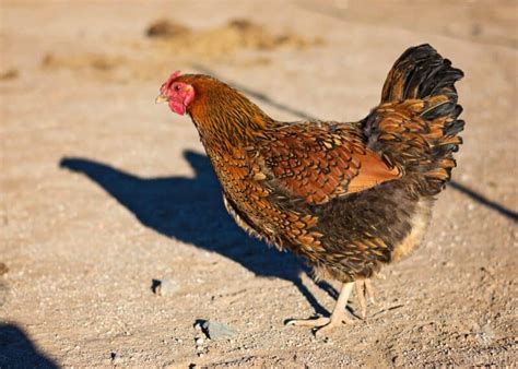 The 17 Wyandotte Chicken Colors You Should Know