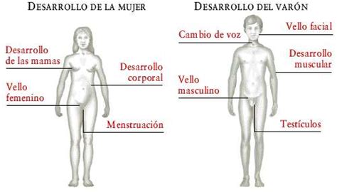 Instituto La Silla: Tema 2. Cambios físicos y biológicos en la pubertad