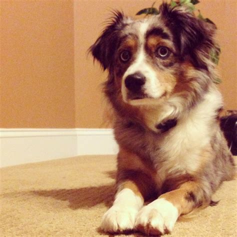 Toy Aussie Full Grown Weight - contoh banner dimsum