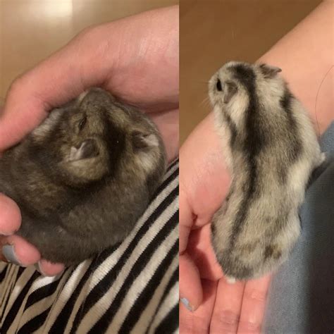 is it normal hamster losing weight indoors 4