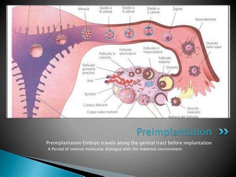 PPT - The Human Embryo PowerPoint Presentation, free download - ID:299404