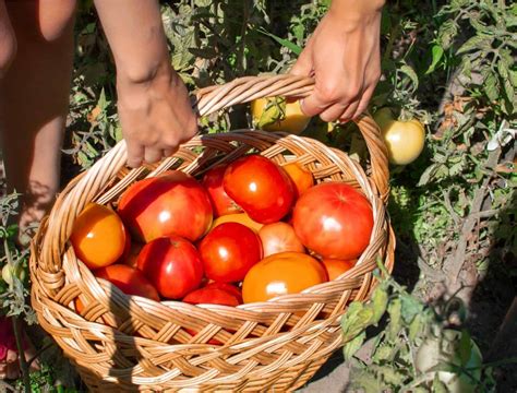 7 Ways To Improve Your Tomato Harvest - Backyard Boss