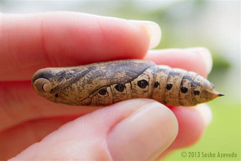 Sphinx Moth Cocoon