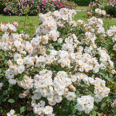 Penelope Flowers Porn