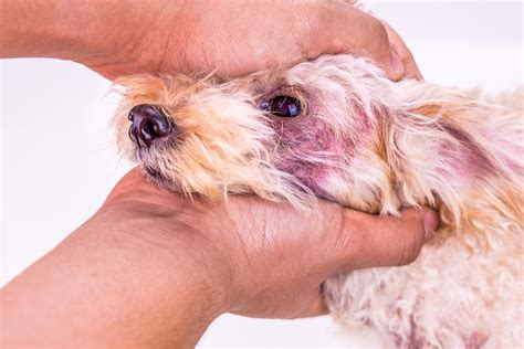 7 Steps to treat your dog’s skin yeast infection | Dr. Dobias – Dr ...