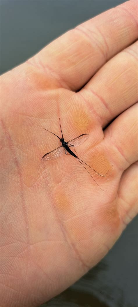 What’s Hatching ? - FlyLife Magazine