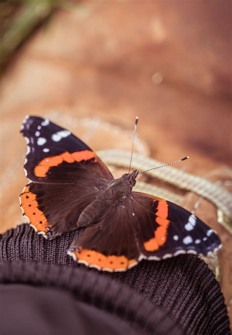 4k Wallpaperat Butterfly Photos, Download The BEST Free 4k Wallpaperat ...