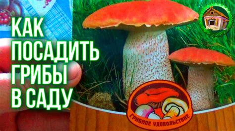 Как посадить грибы в саду? Посадили Землянику. Выращивание грибов. 18 ...