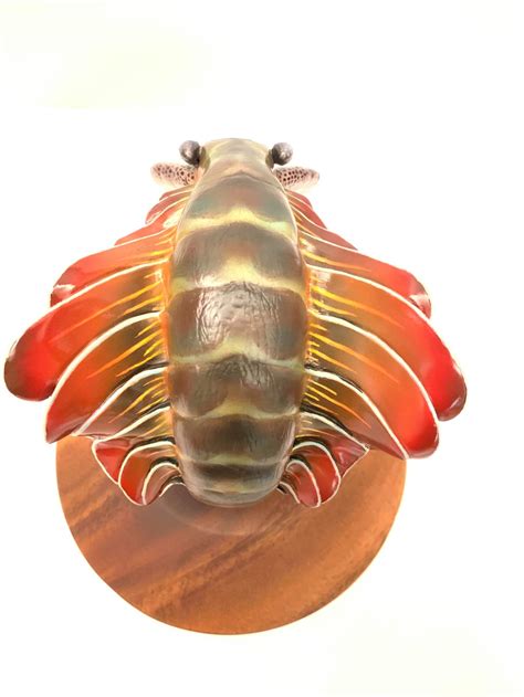 アノマロカリス Anomalocaris | YuChou Museum | MUUSEO 370698