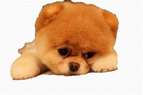 boo transparent images png  pxpng