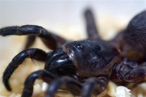 Паук Циклокосмия (лат. Cyclocosmia truncata)