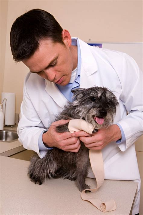 how to bandage a dog's ear tip
