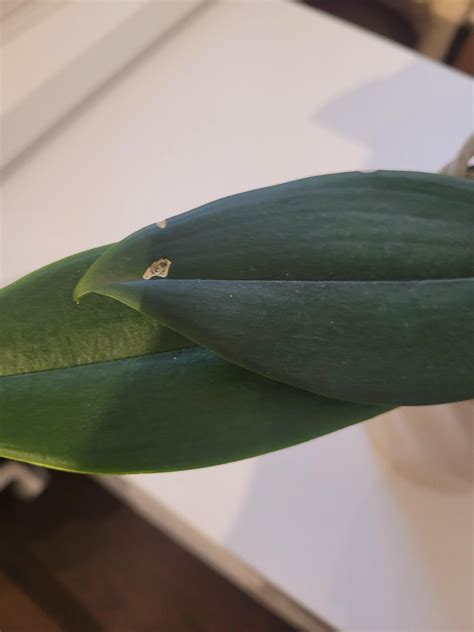 Mealybugs? : r/orchids