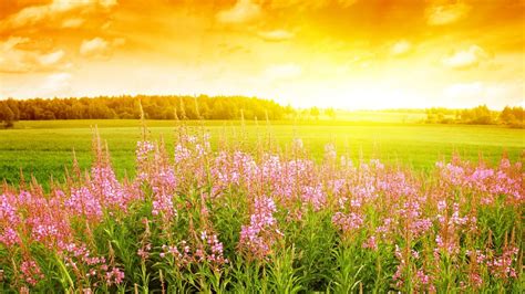 Images of Beautiful Summer Nature. 100 Photos for Your Desktop