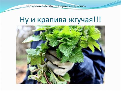 Крапива – удивительное растение - презентация онлайн