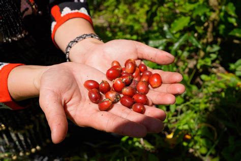 Premium Coffee Beans – Coffai