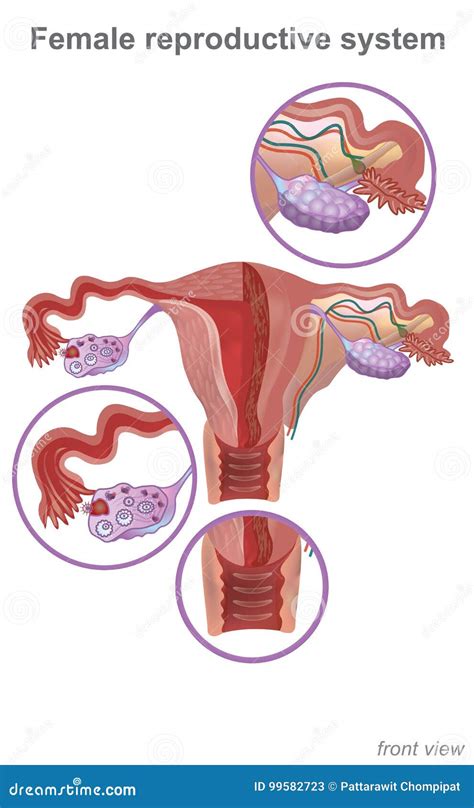 The Female Reproductive System Contains Two Main Parts: the Uterus ...