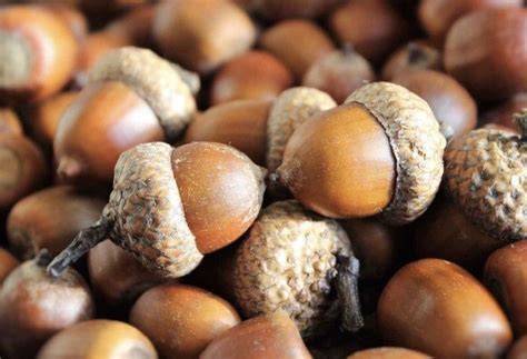Red Oak Acorns Large 150 Caps and Nuts | Etsy | Dried acorns, Acorn ...