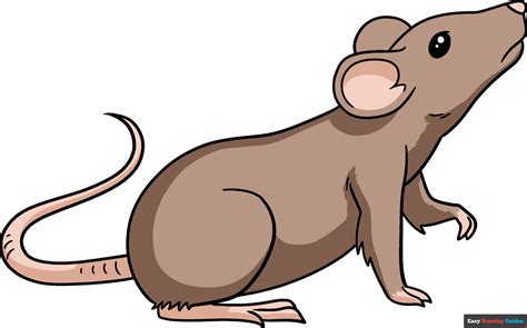easy draw cartoon rat  phoebe tindal blog