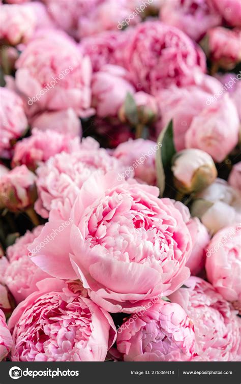 Pale Pink Peony Wallpaper