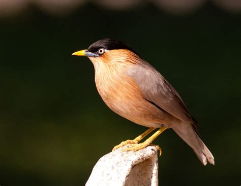 bangladeser cutki rbin oo onzanz birdingbd