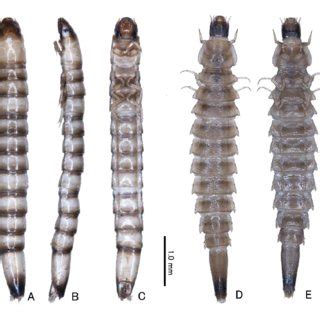 living individuals  stenelmis vulgaris     leptelmis