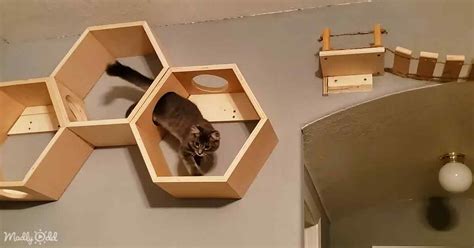 Must-See Ultimate DIY Indoor Cat Playground – Madly Odd!