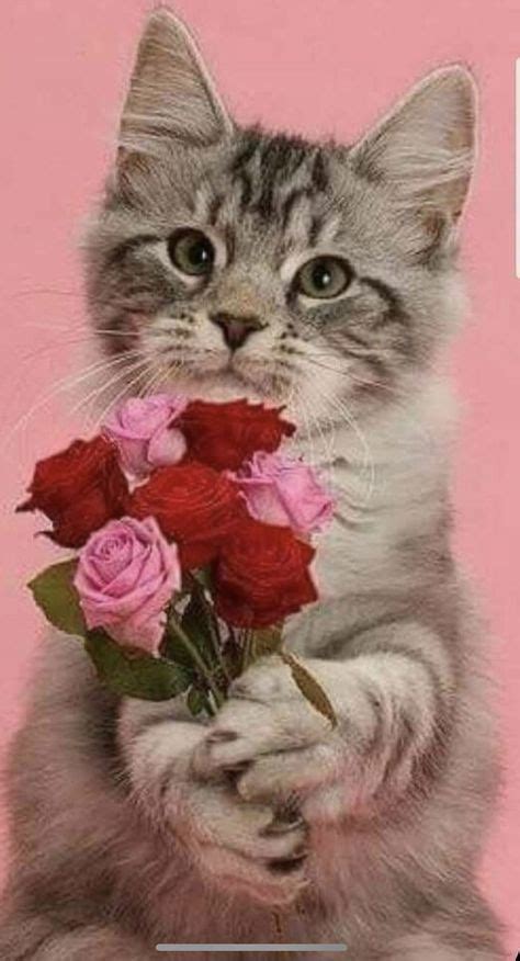 meo  meo  meo cuu sv  khoa luong van    huynh