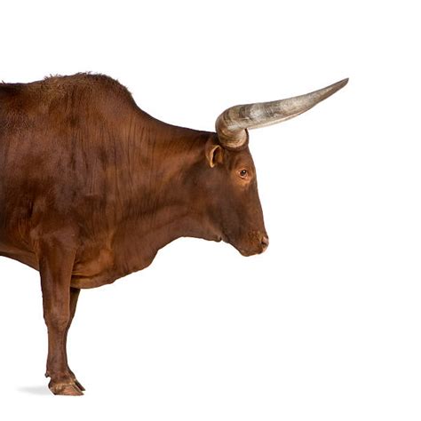 Bull Side View Stock Photos, Pictures & Royalty-Free Images - iStock
