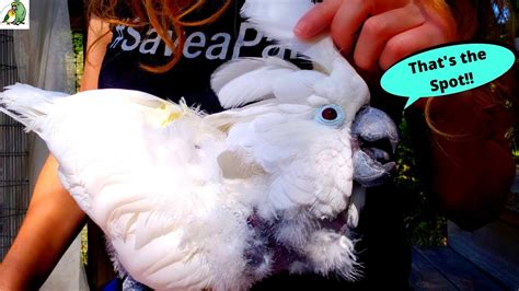 HOW TO HELP YOUR PARROT WITH PIN FEATHERS! (So Satisfying to Watch ...