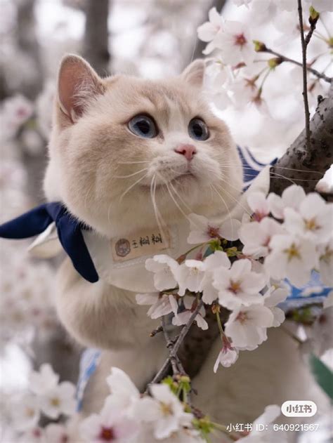 Ghim trên Милые котики | Mèo đẹp, Mèo