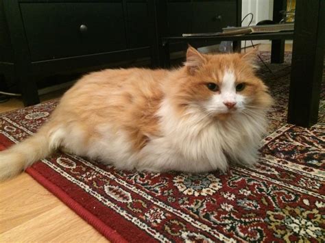 Fluffiest cat I’ve ever seen. Any idea what breed (if so?) : r/cats