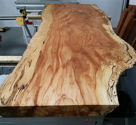 beech tree wood