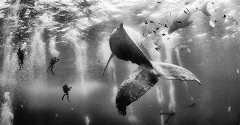 Las mejores 25 fotografías de National Geographic / Genial