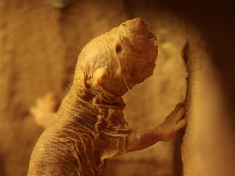 Голый землекоп (лат. Heterocephalus glaber) – Интересные животные