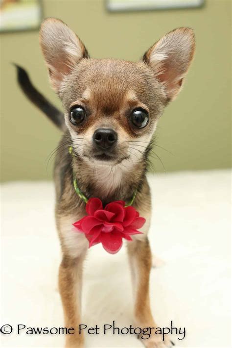 Chihuahua Rescue Chihuahua Rescue Dogs Care And Information