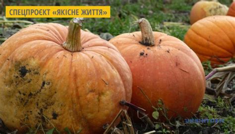 В Україні обрали найбільший гарбуз
