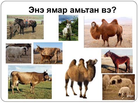 5 хошуу мал