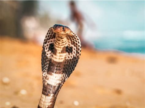 The 10 most aggressive animals in the world
