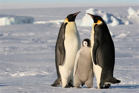 Download Animal Emperor Penguin HD Wallpaper