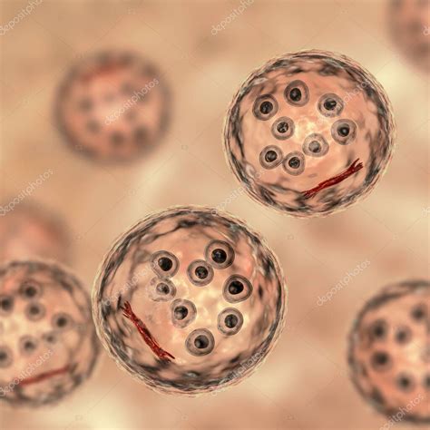 Quistes de Entamoeba coli protozoario, ilustración 3D. E. coli es una