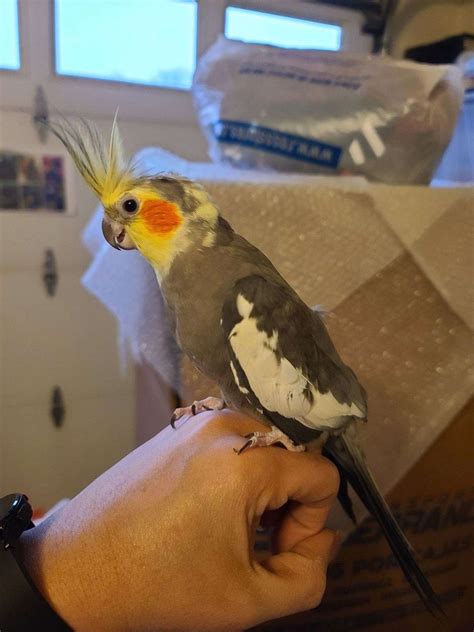 Cockatiel
