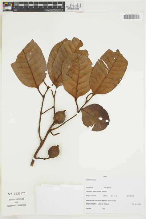 Otoba glycycarpa | Rapid Reference | The Field Museum